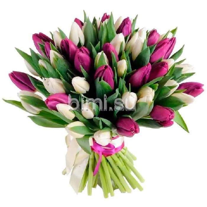 Букет из 49 бело-фиолетовых тюльпанов